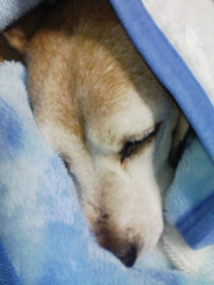 (;�L��')