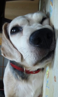 Aał