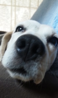 ǂ