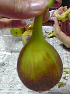 �y�j���ɋv�X�ɖ��ԉ�