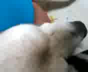 ÂV